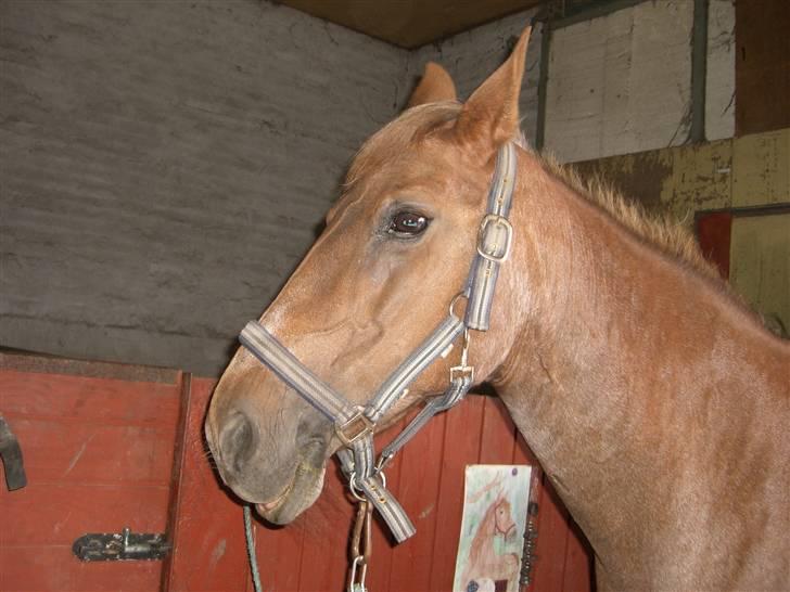 Connemara Nelly (sendt tilbage)  - billed af hendes kønne hoved  :D  billede 9