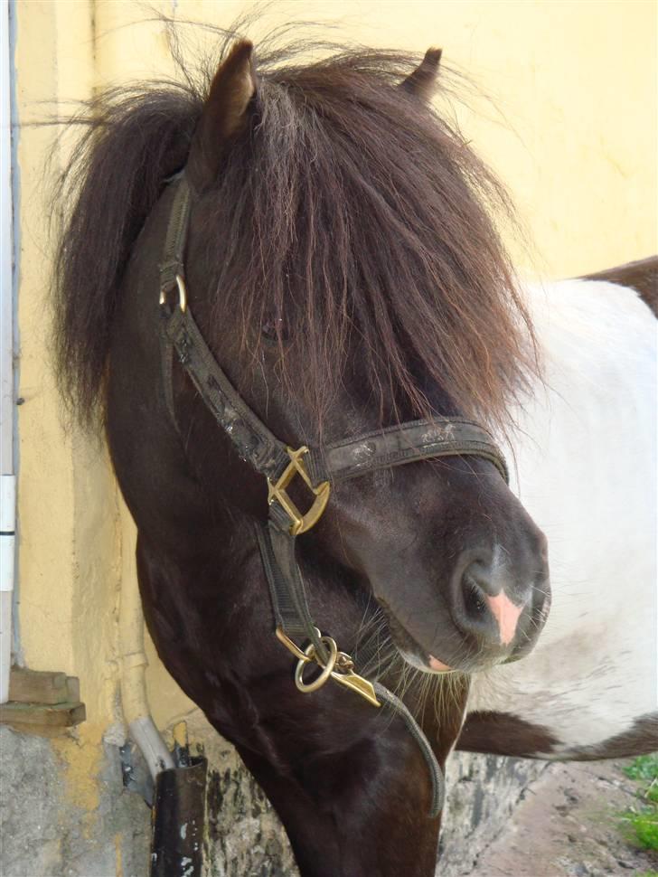 Miniature Galloway - Er jeg ikke bare en charmetrold... billede 1