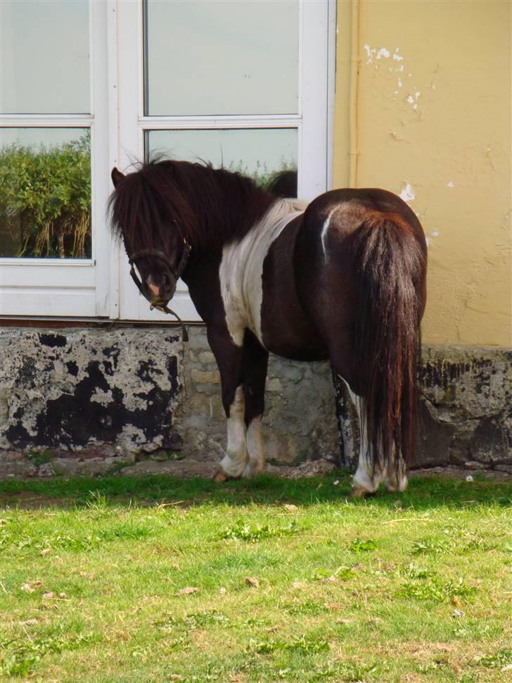 Miniature Galloway - Jer også smuk bagfra... billede 2
