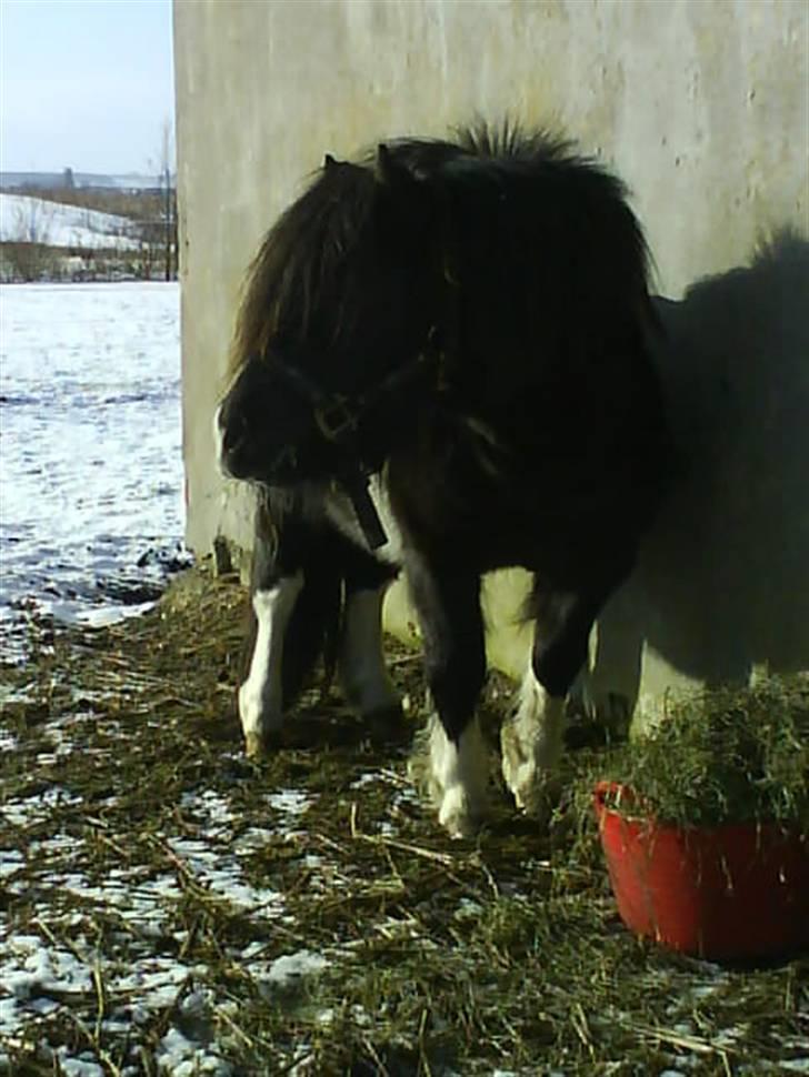 Miniature Galloway billede 3