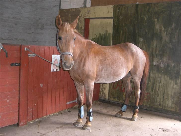 Connemara Nelly (sendt tilbage)  - Nelly :) <3  billede 10