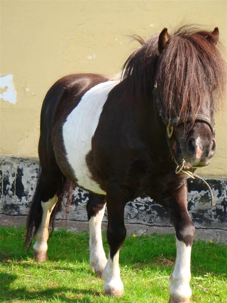 Miniature Galloway billede 4