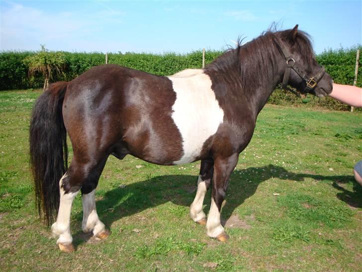 Miniature Galloway billede 5