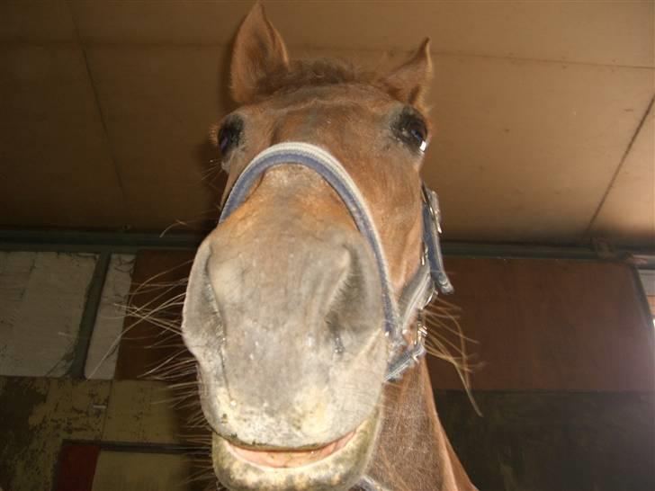 Connemara Nelly (sendt tilbage)  - Nelly med hænge læbe = ) billede 11