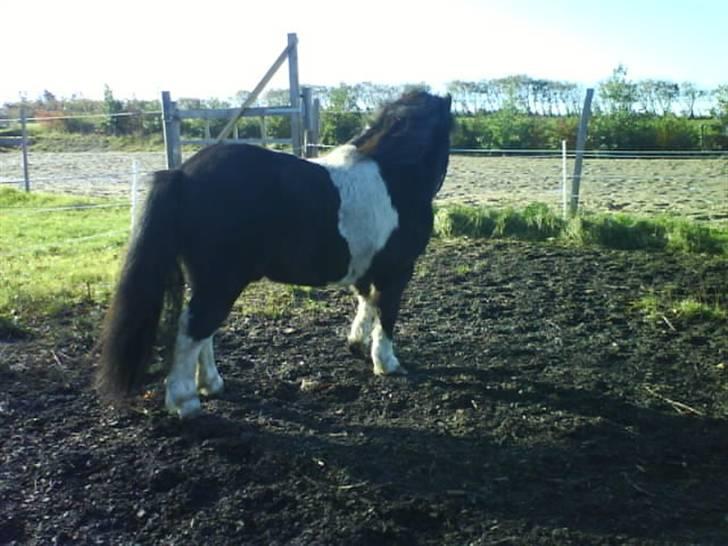 Miniature Galloway billede 6