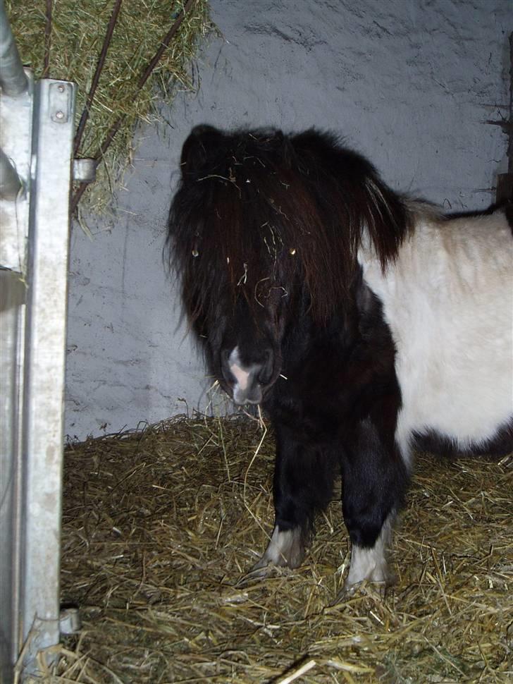 Miniature Galloway - Dette er min vinterpels... Jeg fryser i hvert tilfælde ikke... billede 7