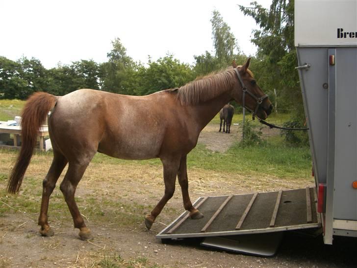Connemara Nelly (sendt tilbage)  - på vej op i hestetraileren :)  billede 12