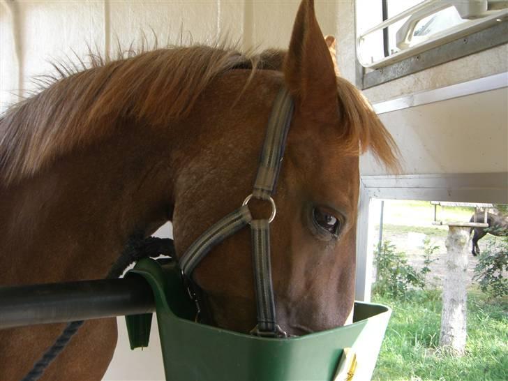 Connemara Nelly (sendt tilbage)  - MAD MAD MAD MAD :) billede 13