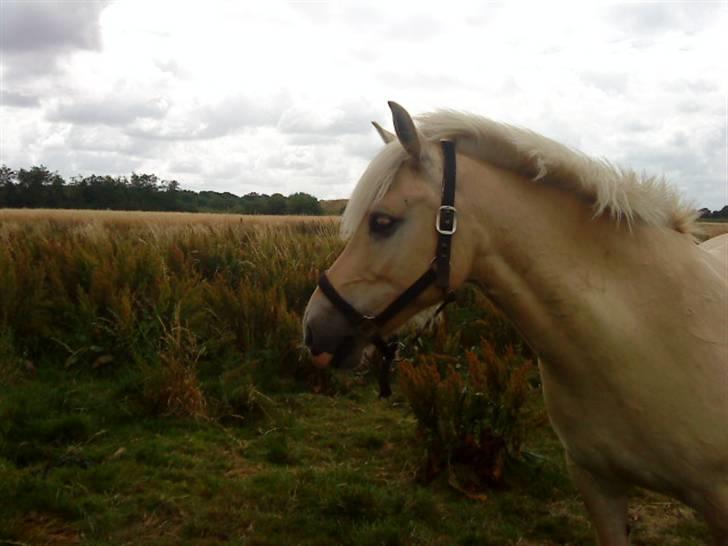 Anden særlig race Coka - GAMMEL PART - Coka på sommerfold<3 billede 12