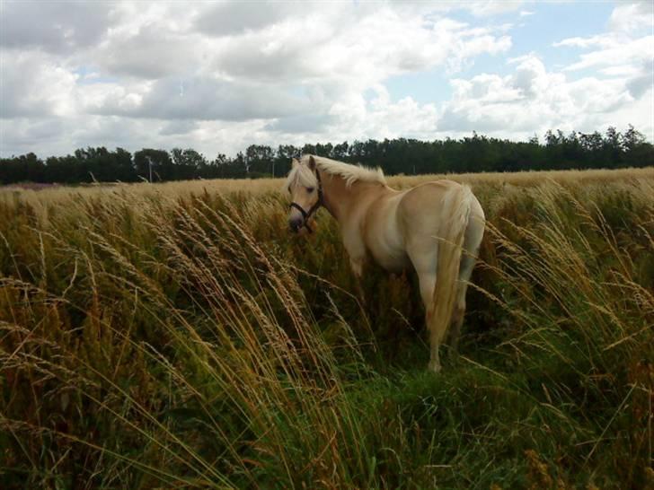 Anden særlig race Coka - GAMMEL PART - Coka på sommerfold<3 billede 14