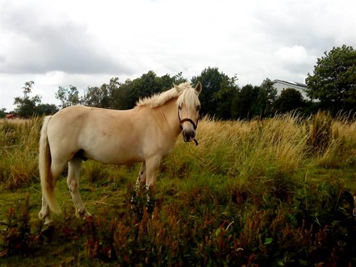 Anden særlig race Coka - GAMMEL PART - Coka på sommerfold<3 billede 15