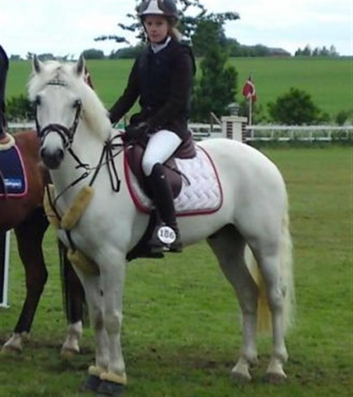 Connemara Glencarrig Tully FinSOLGT - MB præmieoverrakelse 2. plads Silkeborg 09 billede 4