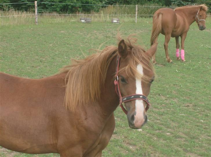 Anden særlig race Chili Solgt - "Vind i håret, og et charmerende udtryk i øjnene, så er jeg klar til daten med Silja" Haha billede 1