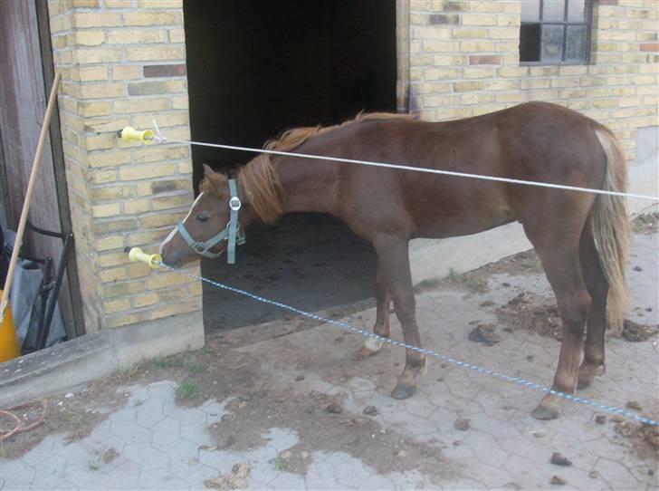 Anden særlig race Chili Solgt - "Er der mon stød i "?? billede 2