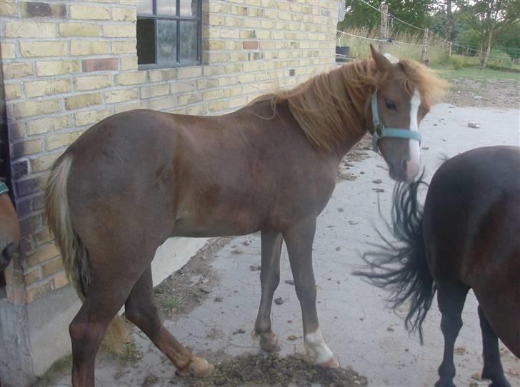 Anden særlig race Chili Solgt - "Er det mig du tager billeder af"?? billede 3