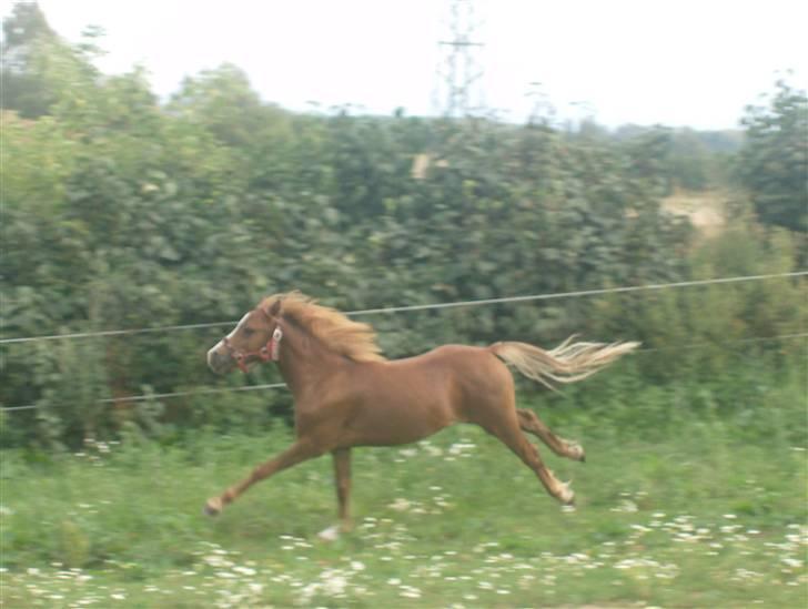 Anden særlig race Chili Solgt - "Jeg kan da sagtens bevæge benene" Chili her i en elegant jord:) billede 4