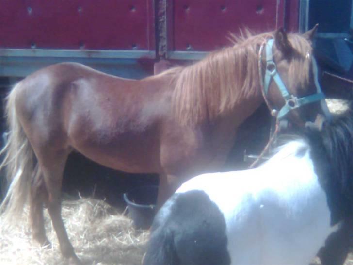 Anden særlig race Chili Solgt - "Ja sådan så jeg ud da mor så mig første gang, er allerede meget glader nu":) billede 5