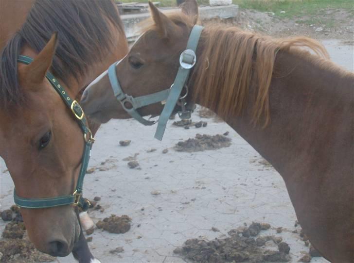 Anden særlig race Chili Solgt - "Vil du ikk nok lege med mig anton"?? billede 6