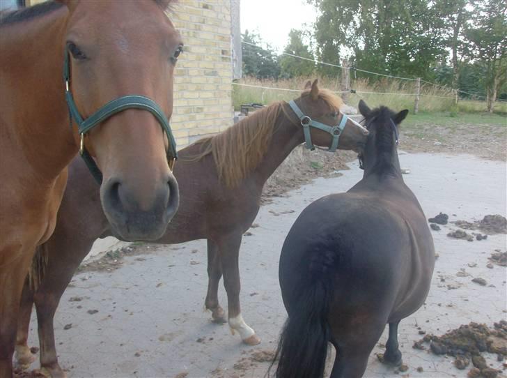 Anden særlig race Chili Solgt - "Hvad med dig Saga?? vil du lege med mig??" billede 7