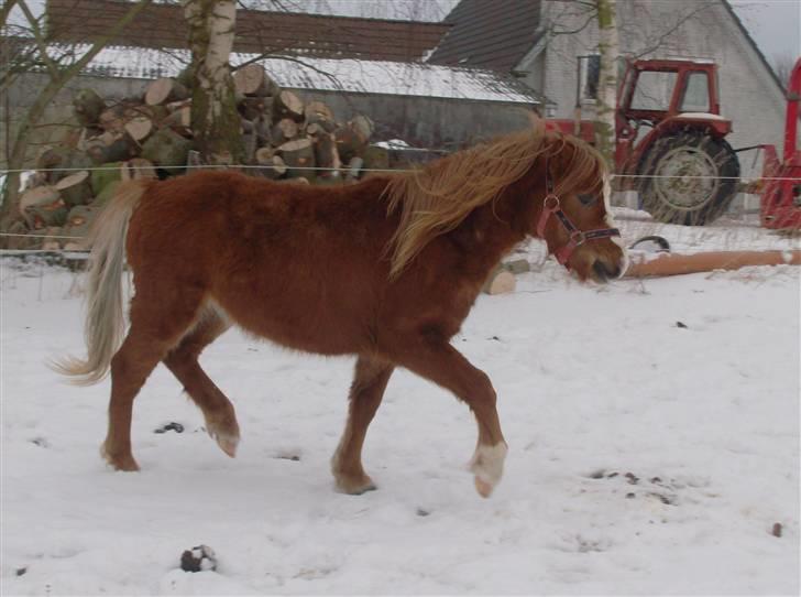 Anden særlig race Chili Solgt - Ikke lige det bedste billed af ham, men hans gang er da taktfast:) billede 8