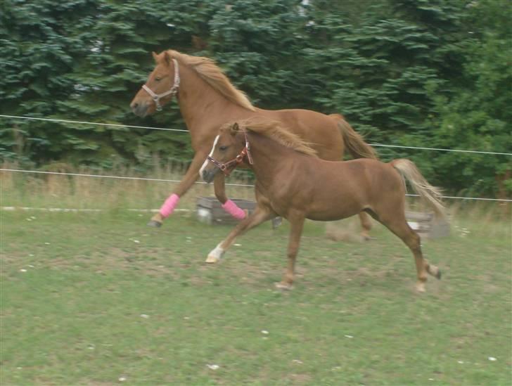 Anden særlig race Chili Solgt - "Sagde du strække benene?? det da meget nemt:)" billede 9