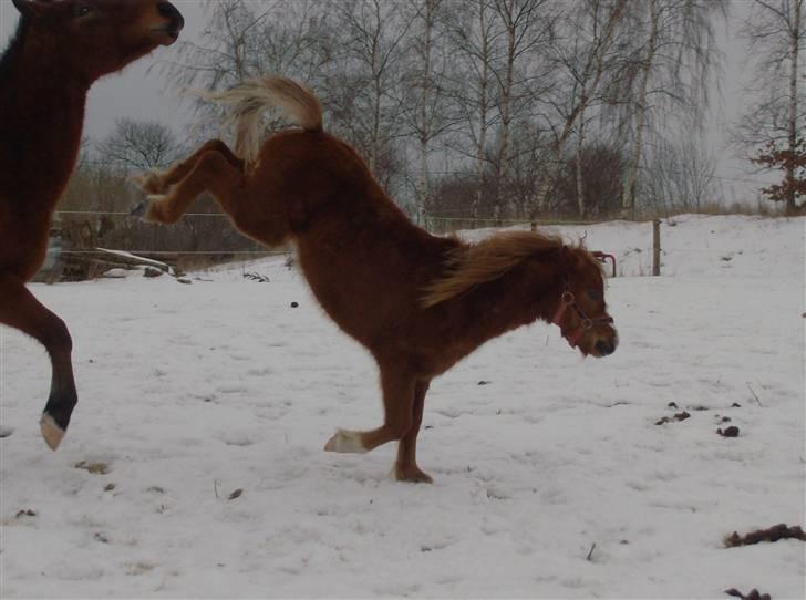 Anden særlig race Chili Solgt - "Lad mig være Anton" :) en vinterkåd Chili:) billede 10