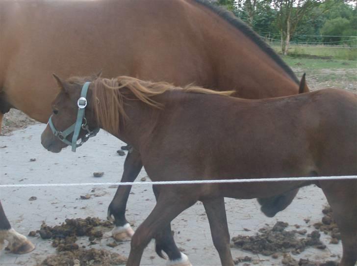 Anden særlig race Chili Solgt billede 11