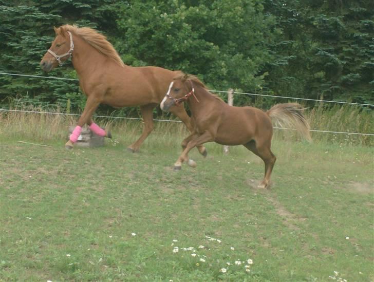 Anden særlig race Chili Solgt - En MEGET glad Chili:) billede 12