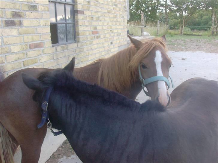 Anden særlig race Chili Solgt - "Gnubber lige min nye legekammerat" billede 13