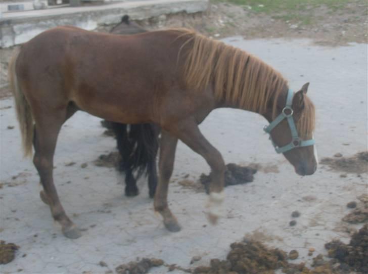 Anden særlig race Chili Solgt - "Jeg kan skam godt løfte mine fusser":) billede 14