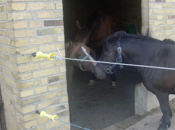 Anden særlig race Chili Solgt - "Mys til Saga" billede 15