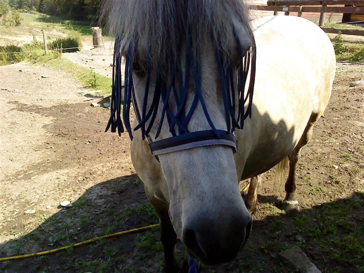 Anden særlig race bill gamel halvpart :'( billede 18