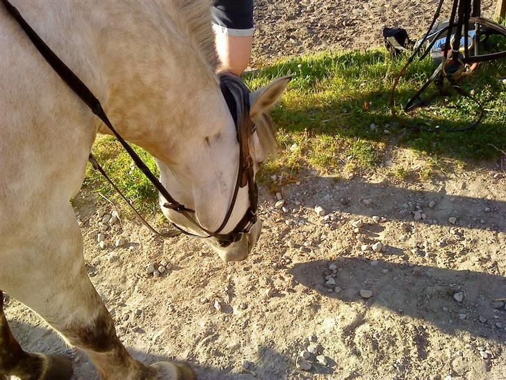 Anden særlig race bill gamel halvpart :'( billede 20