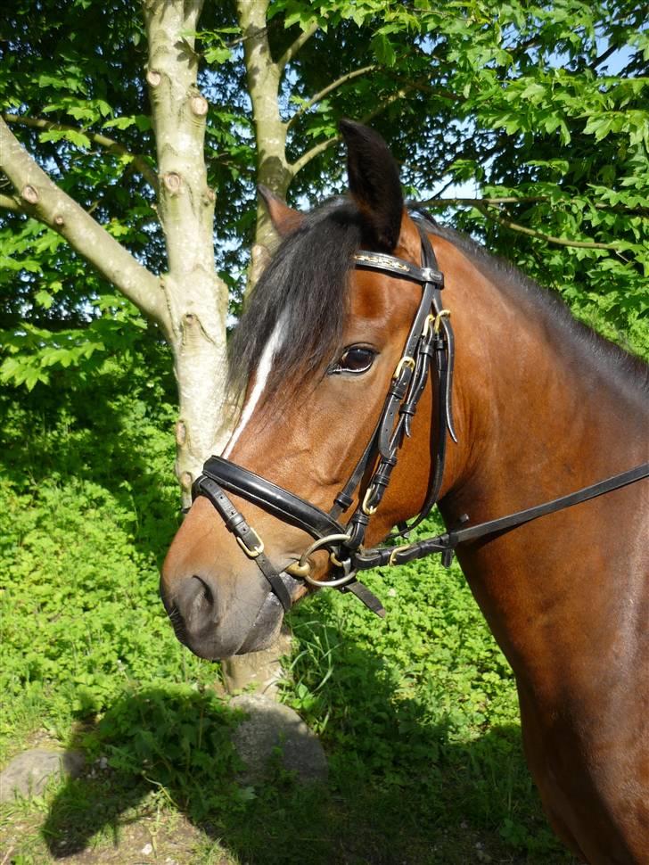 New Forest nyggaardens frigg billede 1