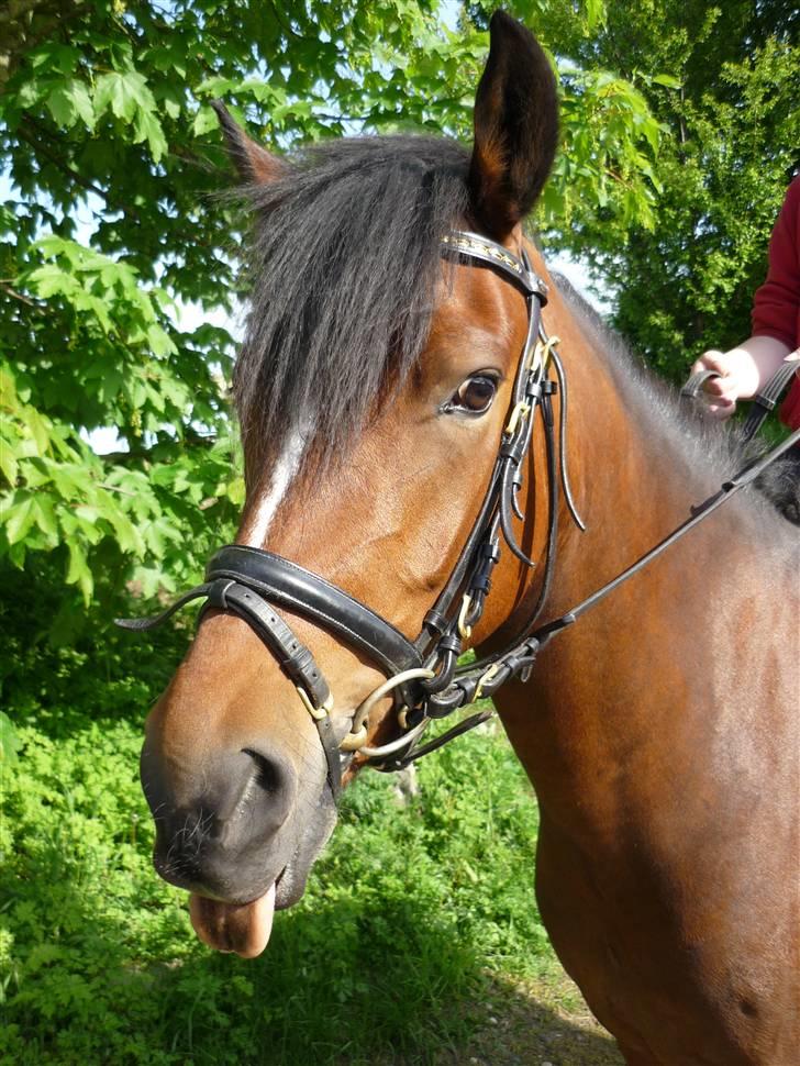 New Forest nyggaardens frigg billede 2