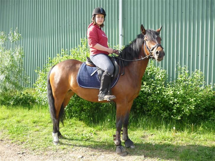 New Forest nyggaardens frigg billede 4