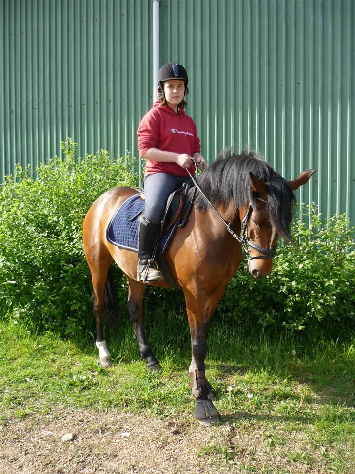 New Forest nyggaardens frigg billede 5