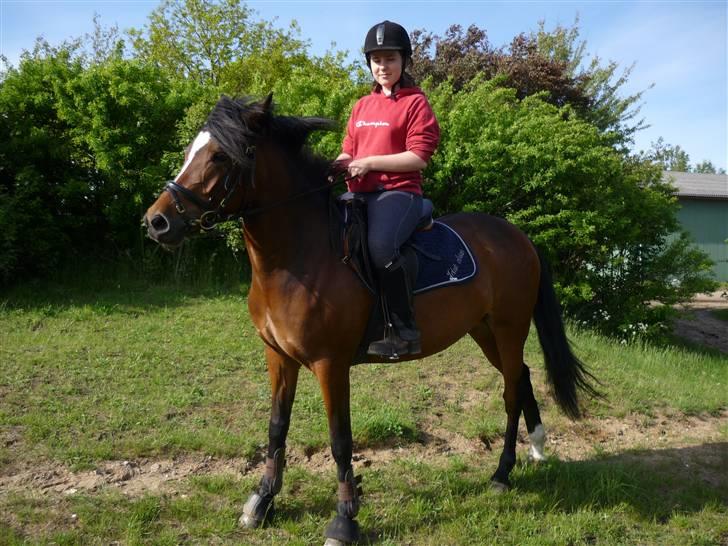 New Forest nyggaardens frigg billede 6