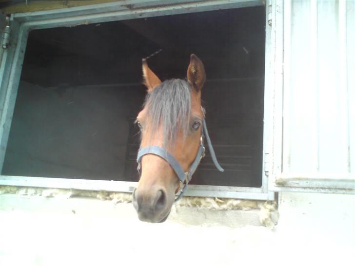 Welsh Partbred (Sec F) Klintholms Sir ChuckSOLGT - Chuck der elsker sit vindue <333 :D billede 5