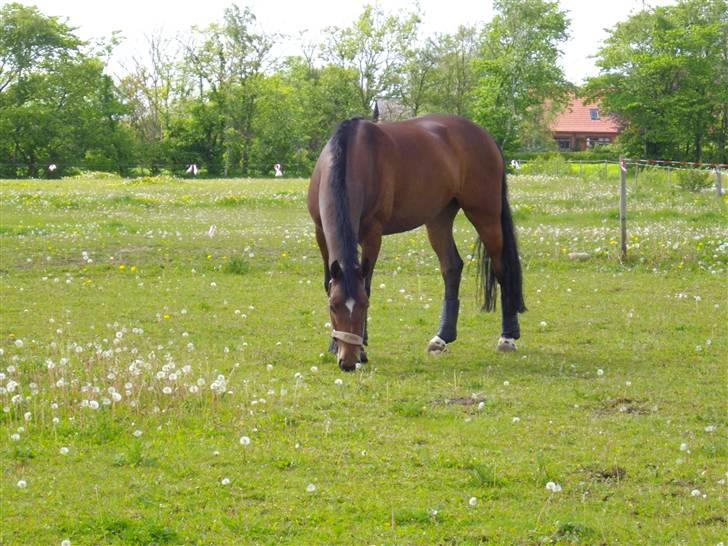 Dansk Varmblod Zaro R.I.P <3 - Første gang på marken her hjemme<3 billede 10