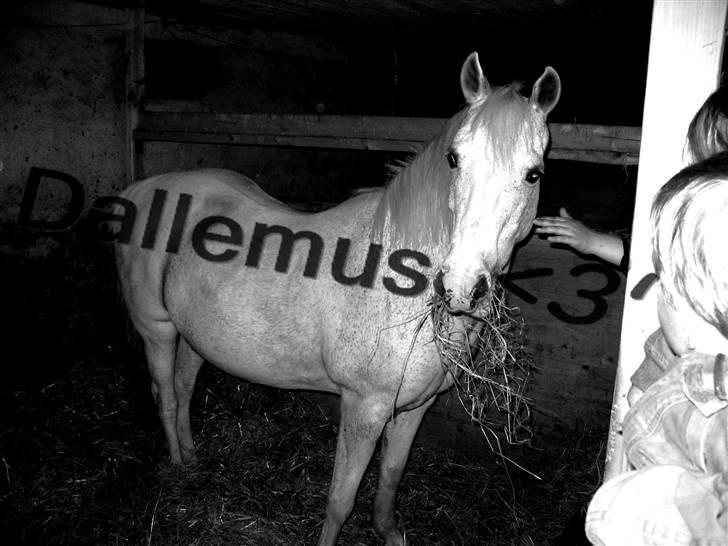 Anden særlig race Daisy billede 2