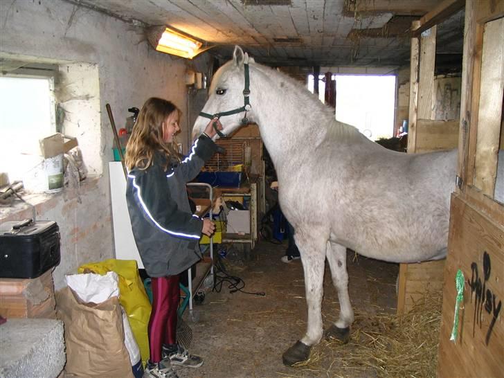 Anden særlig race Daisy - flamingo sko, da hun var forfanget. én af smedens smarte måder at nedsæte smerten på <3 billede 4