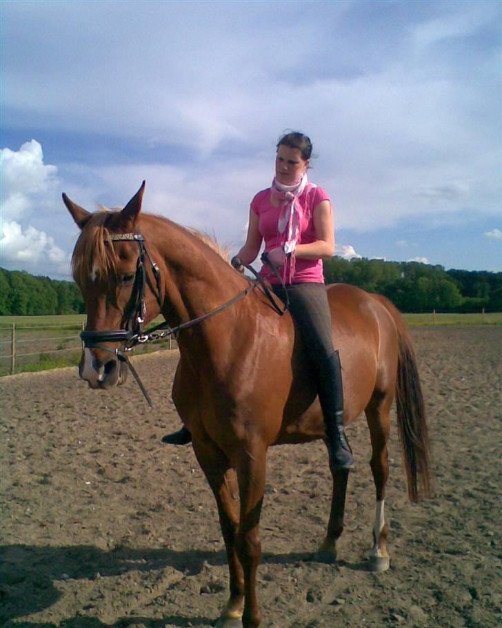 Arabisk fuldblod (OX) Karim Ibn Sansal <3 billede 14