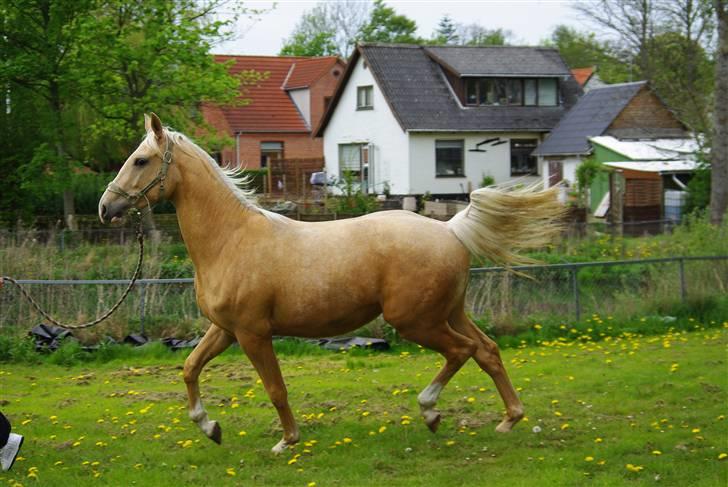 Palomino Østrupsgaard Magico billede 6