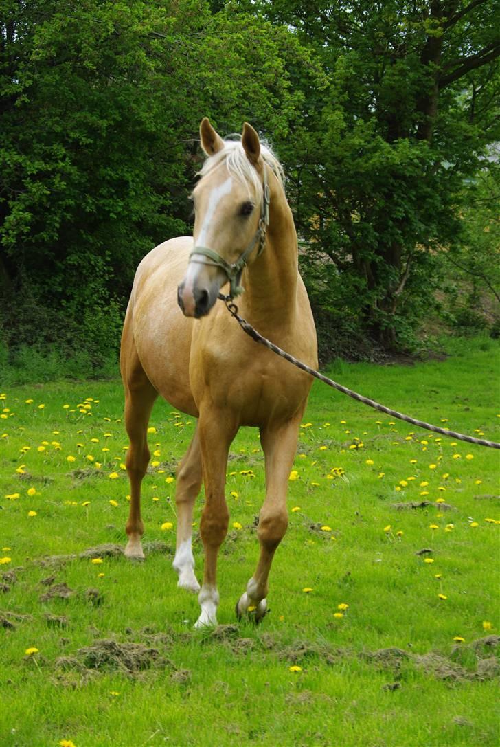 Palomino Østrupsgaard Magico billede 7