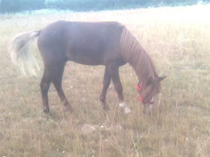 Anden særlig race Chili Solgt - "Uhm endelig kom jeg op på det lækre græs:)" d.12juli 2009 billede 16