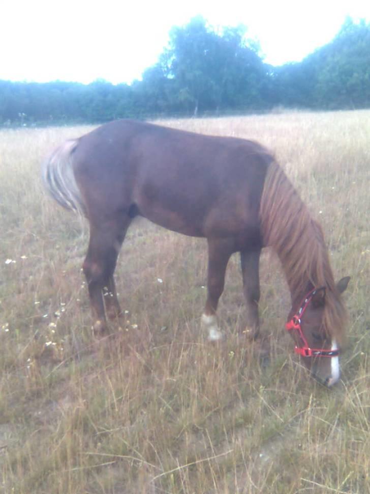 Anden særlig race Chili Solgt - "Uhm endelig kom jeg op på det lækre græs:)" d.12juli 2009 billede 17