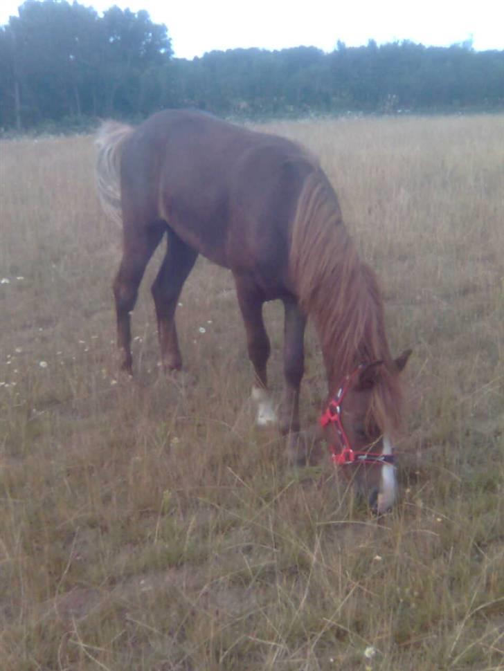 Anden særlig race Chili Solgt - "Uhm endelig kom jeg op på det lækre græs:)" d.12juli 2009 billede 18