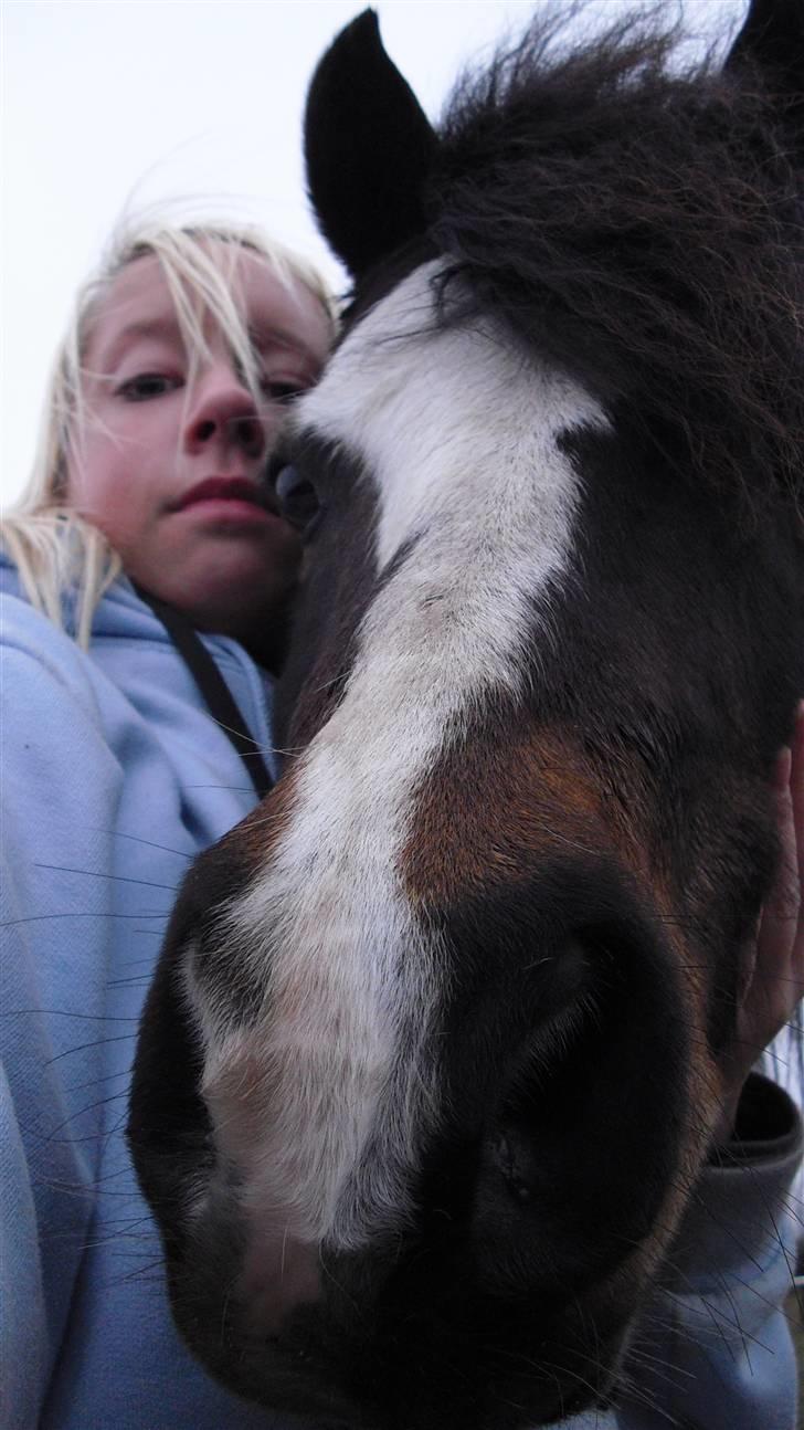 Welsh Mountain (sec A) Laban - Mig og Laban :) billede 12