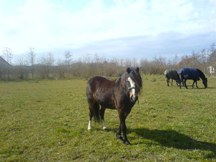 Welsh Mountain (sec A) Laban - Laban :) billede 13